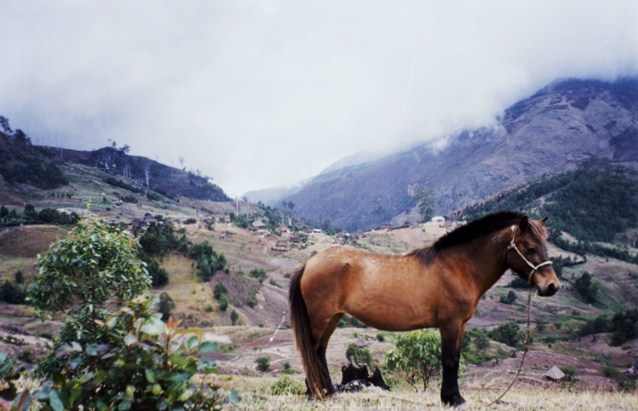 Timor Pony